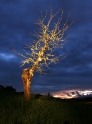 Tree, Vessy Switzerland